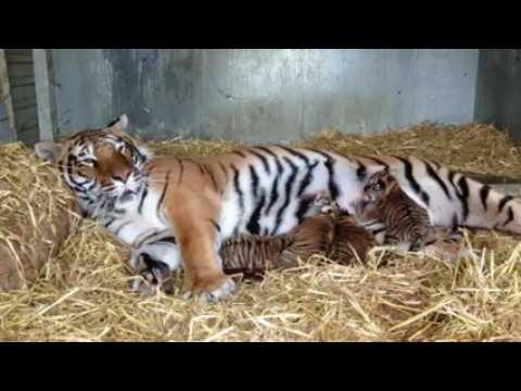 Naissance 4 bébés tigre à Jussey (2/3)