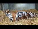 Naissance 4 b&eacute;b&eacute;s tigre &agrave; Jussey (2/3) - Label : L'Est Républicain - Category : Animaux