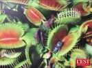 Dans le secret des plantes carnivores - Label : L'Est Républicain - Category : News