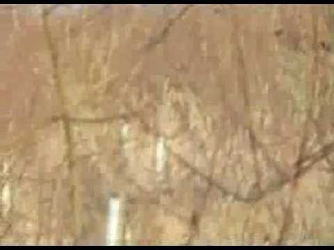 10 ans après renaissance de la forêt lorraine