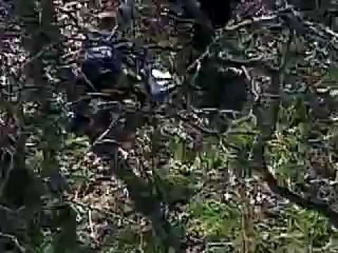 Deux Nancéiennes sauvent un cygne (2)