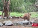 Nouveau repaire pour les ours de sainte Croix