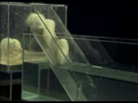 Festival du film de chercheurs - Faits comme des rats