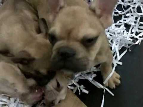 salon animalia à besançon janvier 2011