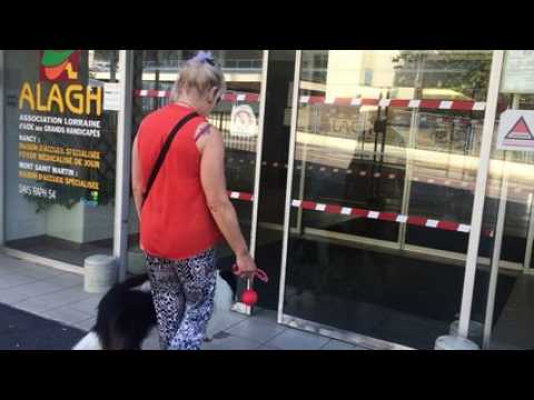 Lorraine : un chien au chevet des personnes handicapées
