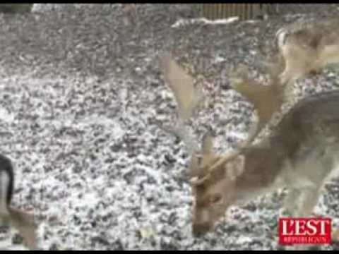 Pépinière: 200 pensionnaires dans l' hiver