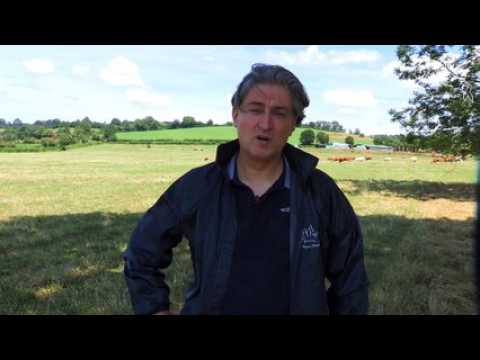 Vidéo. Que sont devenus les vaches sauvées il y a un à Saint-Vit (Doubs) par la Fondation Brigitte Bardot