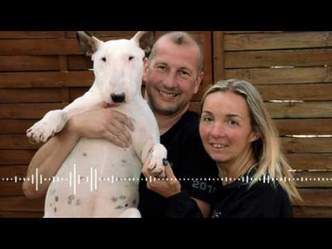 Robert Goetz, éleveur de bull-terriers à Rombas, en Moselle