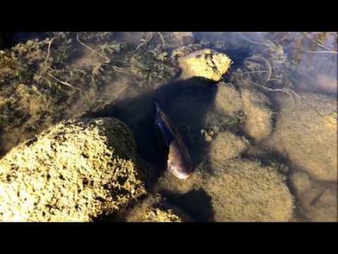 Des poissons à l’agonie dans le Doubs, au niveau du village d’Arçon