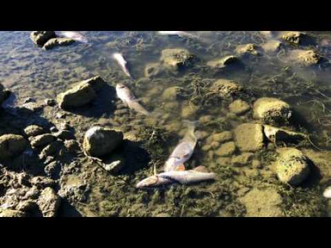 Haut-Doubs : la rivière Doubs continue de baisser et les poissons agonisent ou sont déjà morts