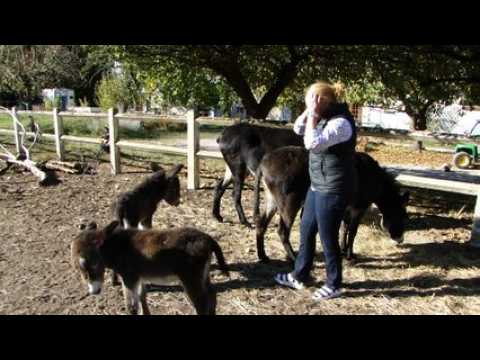 Meuse : les jumelles ânons en forme