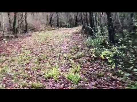 Affaire Daval : la forêt comme témoin capital