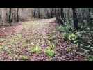 Affaire Daval : la for&ecirc;t comme t&eacute;moin capital - Label : L'Est Républicain - Category : News