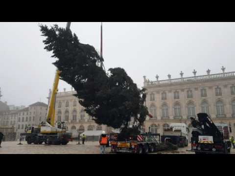 Le sapin de Noël est arrivé place Stanislas à Nancy