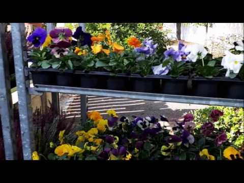 Chenicourt Ambiance à la fête du fruit