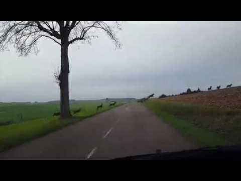 [VIDEO] Une harde de dizaines de cerfs et de biches près de...