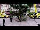 Le sapin de la place Kl&eacute;ber film&eacute; par un drone - Label : Les Dernières Nouvelles d'Alsace - Category : News