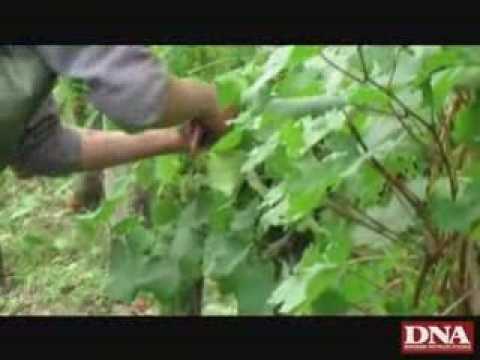 Dans les vignes du domaine Dopff