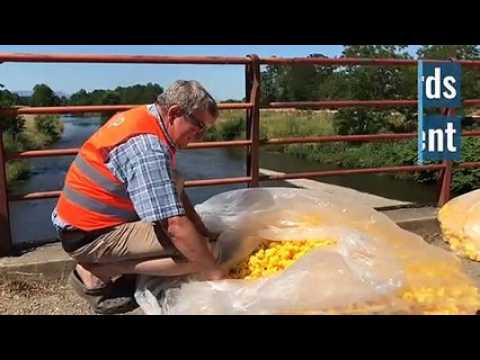 Succès pour la Duck race de Sainte-Croix-en-Plaine
