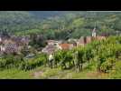 Grands crus d'Alsace : Le Kastelberg
