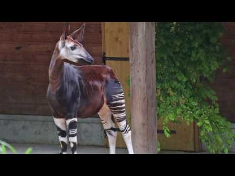 Zoo de Mulhouse : les okapis sont arrivés