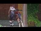 Zoo de Mulhouse : les okapis sont arrivés