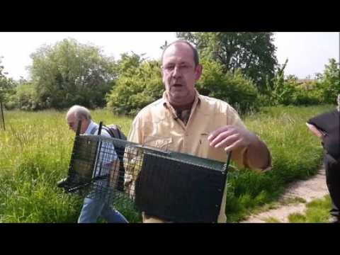 Un hérisson soigné par le Gorna relâché dans le verger-sanctuaire de Neuwiller-lès-Saverne