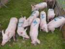 Fête du cochon d'Ungersheim: "Ca me rend tout chose !"