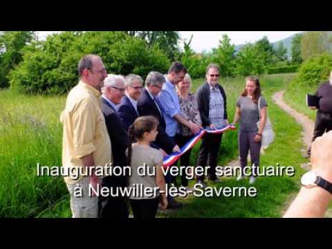 Neuwiller-lès-Saverne : inauguration d'un verger sanctuaire