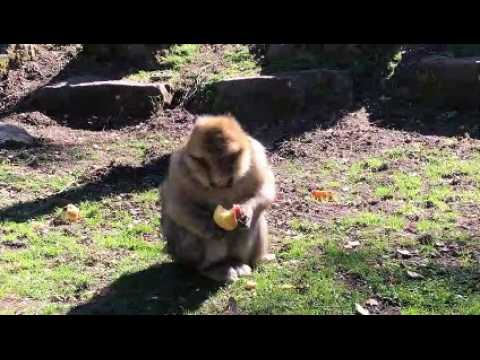 La montagne des singes fête son demi-siècle d'existence