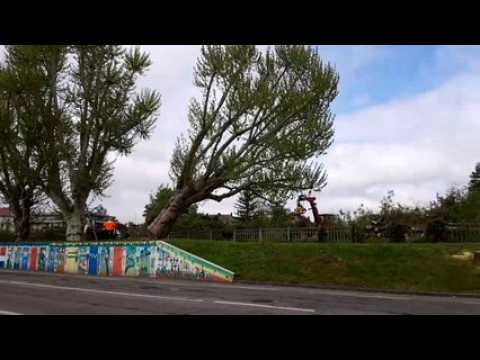 Huningue: les platanes rue de Belfort abattus