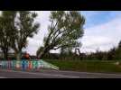 Huningue: les platanes rue de Belfort abattus