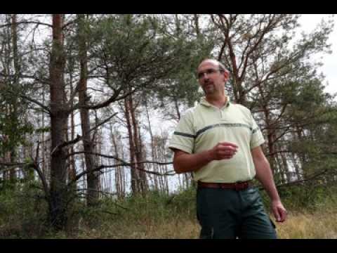 Dans la Harth, "nos arbres meurent de soif"