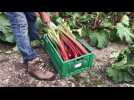 Rhubarbe Schnell