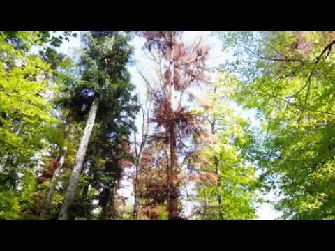 L'ONF au chevet des sapins du Jura alsacien
