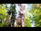 L'ONF au chevet des sapins du Jura alsacien