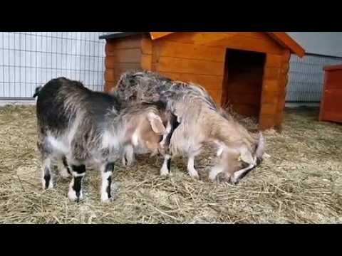 Mulhouse : les petits animaux de l’arche, grandes stars de la Foir’Expo de Mulhouse