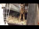 Sylviane aux 400 Bambi - Label : L'Alsace - Category : News