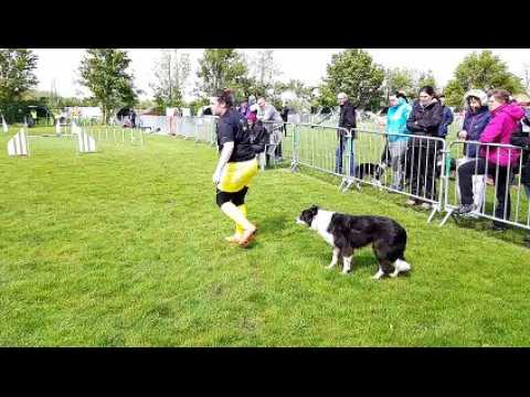 Agility : le sélectif du trophée par équipes de la grande région Est à Morschwiller-le-Bas
