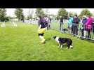 Agility : le sélectif du trophée par équipes de la grande région Est à Morschwiller-le-Bas