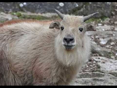 Zoo de Mulhouse: le takin, cet inconnu