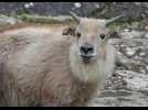 Zoo de Mulhouse: le takin, cet inconnu