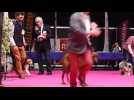 Exposition internationale canine de Colmar