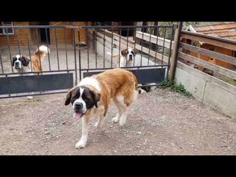 Eschbach-au-Val : des saint-bernard se préparent au concours
