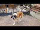 Eschbach-au-Val : des saint-bernard se pr&eacute;parent au concours - Label : L'Alsace - Category : Animaux