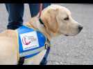 Le gilet bleu des chiens guides - Label : L'Alsace - Category : Animaux