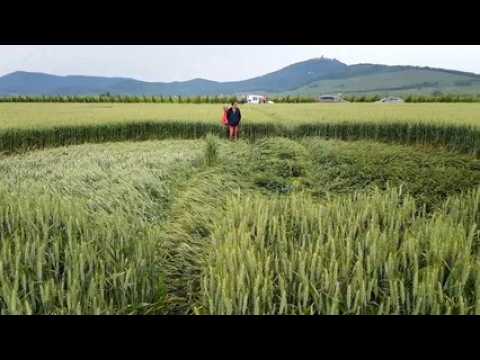 Crop circles à Saint-Hippolyte: "C'est impressionnant de voir ça à côté de chez nous !"