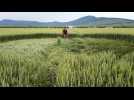 Crop circles à Saint-Hippolyte: "C'est impressionnant de voir ça à côté de chez nous !"