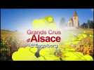 Grands crus d'Alsace : L'Engelberg