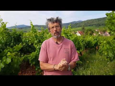 Grands crus d'Alsace : Le Zotzenberg